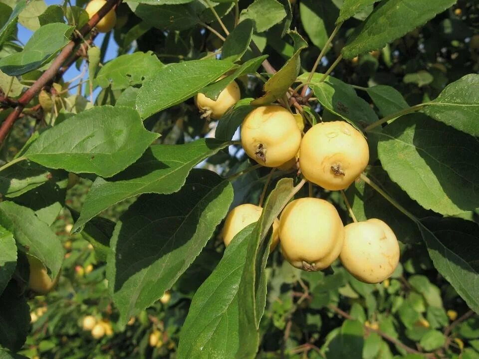 Золотая китайка яблоня описание отзывы. Яблоня Malus prunifolia. Яблоня китайская сливолистная. Райские яблочки китайка Золотая. Яблоня сливолистная (Malus prunifolia).