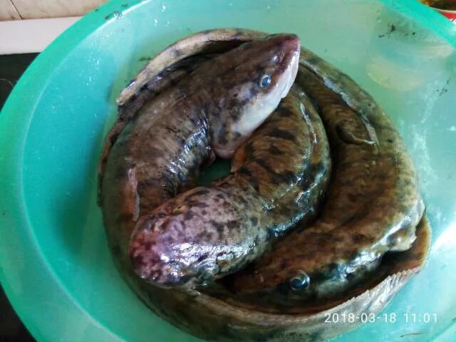 налим вкусный. как приготовить рыбу налим. налим блюда в духовке. рыба налим в духовке. налим готовка.