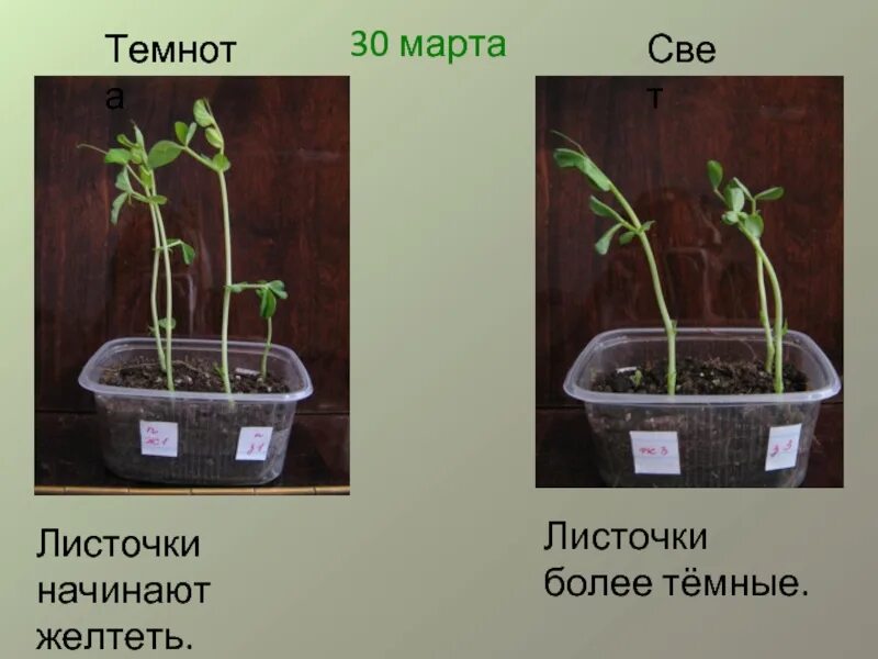 Семена проращивают в темноте или на свету. Растение на свету и в темноте. Рост растения без света. Опыт вырастить горох. Эксперимент растение на свету и в темноте.