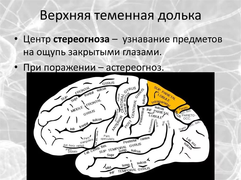 Постцентральная извилина и верхняя теменная долька. Задний отдел средней лобной извилины. Верхняя теменная долька. Извилины брюс