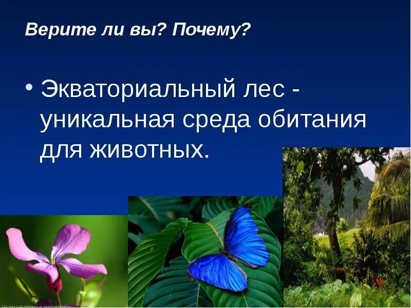 Растения и животные экваториальных. Растения и животные экваториальных лесов. растения экваториальных лесов. влажные экваториальные леса растения и животные. экваториальные леса животные.