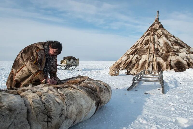 чукчи живут. стойбище чукчей. ненцы и чукчи. экспедиция чукотка яранга. ненцы ханты манси чукчи.