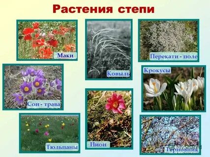 Какие растения обитают в поле