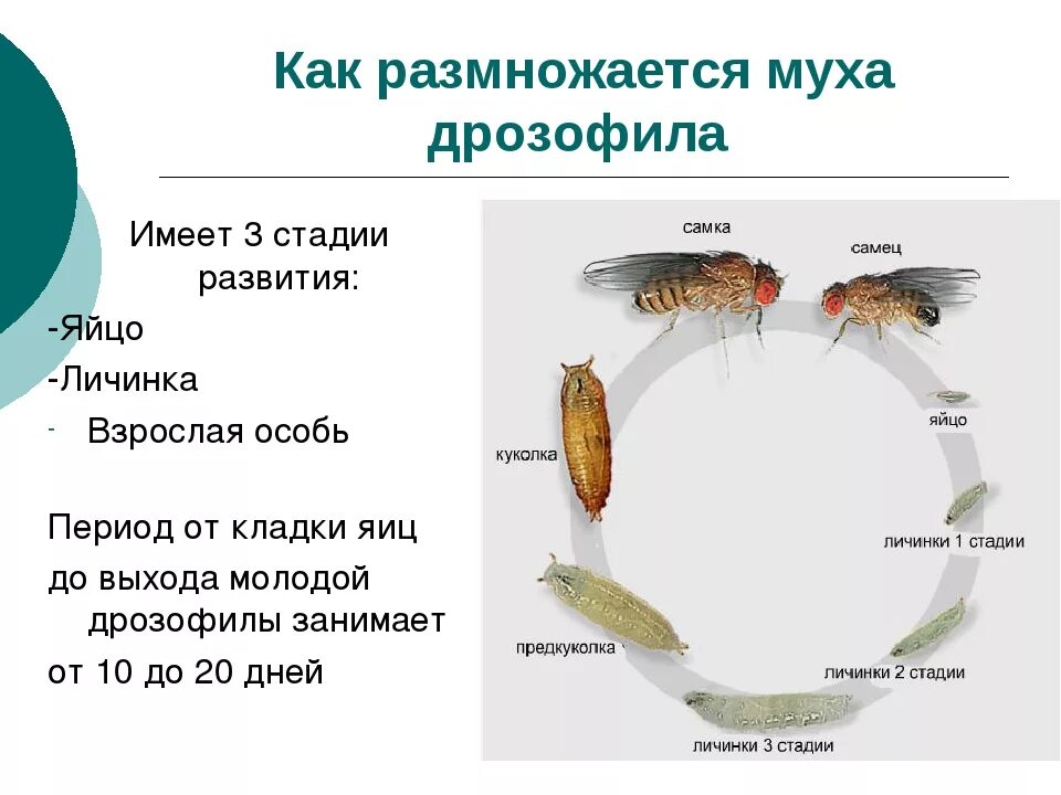 При какой температуре мухи. Стадии развития личинки дрозофилы. Жизненный цикл мухи дрозофилы. Цикл развития плодовой мушки. Развитие личинки комнатной мухи стадии.