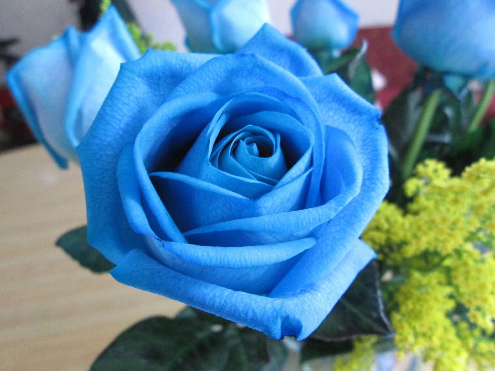 Фотография синего цвета. Роза чайно-гибридная голубая Лагуна. Роза плетистая синяя. Роза плетистая голубая мечта. Роза оушен Блю.