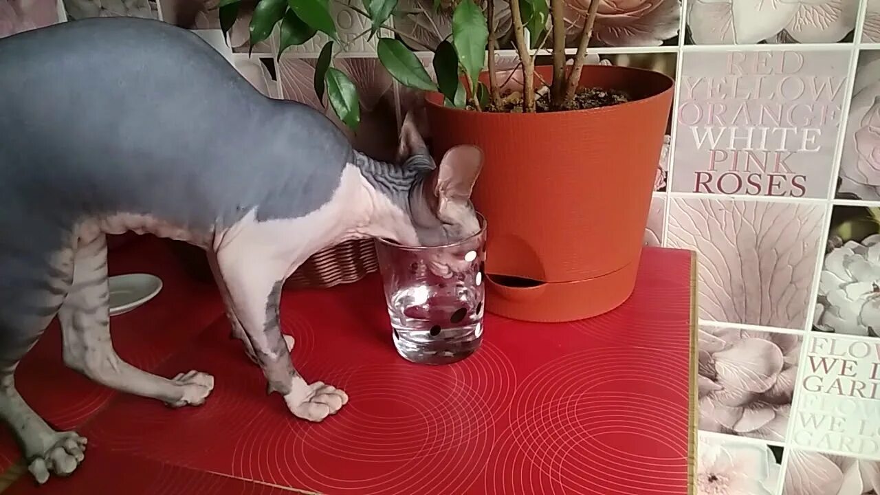 Сфинкс под водой. Как кошки сфинксы пьют воду видео. Сфинкс с едой. Кот сфинкс пьет из унитаза. Кот пьет воду.