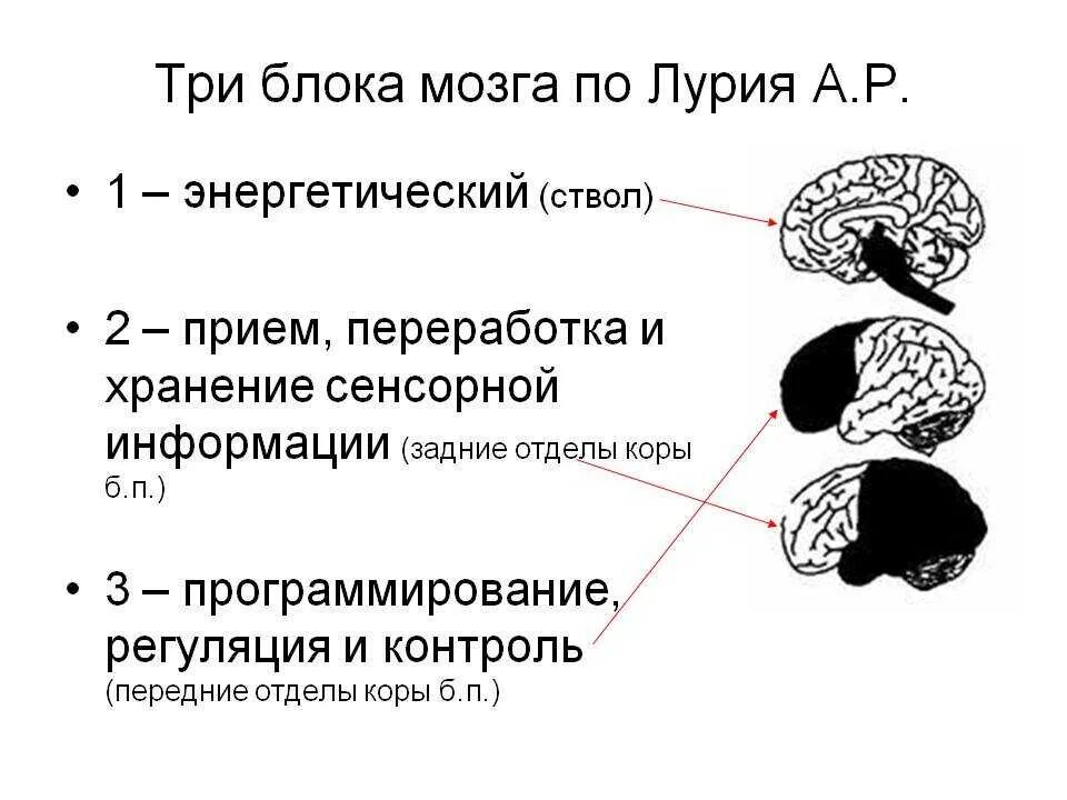 Функциональное поражение мозга. Третий блок мозга Лурия. Функциональные блоки мозга Лурия. Лурия первый функциональный блок мозга. Функциональные блоки мозга (а. р. Лурия).