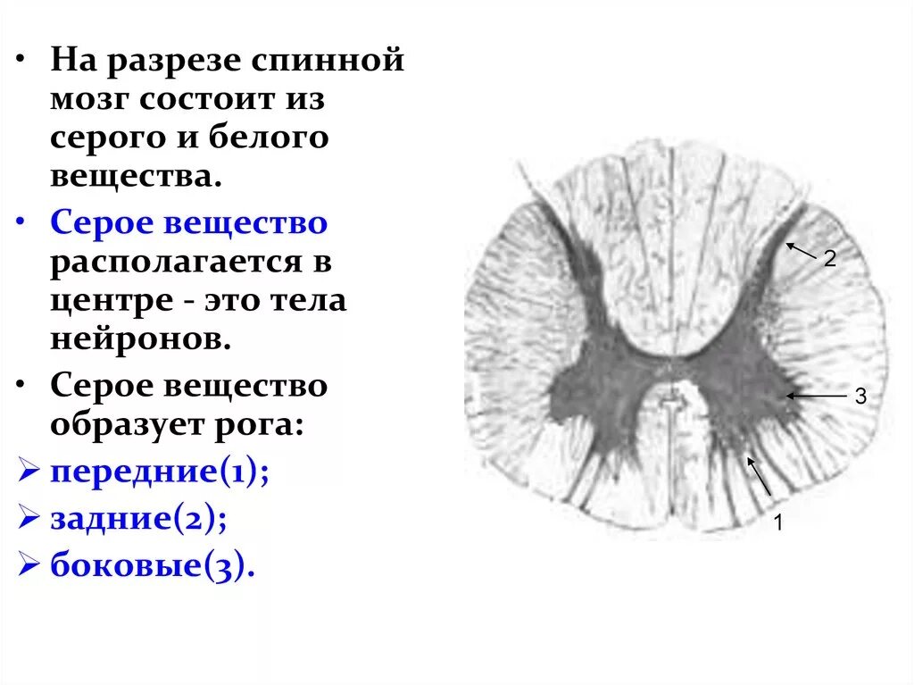 Спинной мозг в разрезе белое и серое вещество. Строение серого и белого вещества спинного мозга. Боковые рога серого вещества спинного мозга. Серое вещество спинного мозга состоит из.