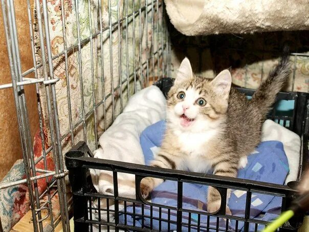 Приют для кошек в москве отдать. Кошачий. приют в. питере. мари кошка приют. приют для кошек мари кошки. кошачий приют спб.