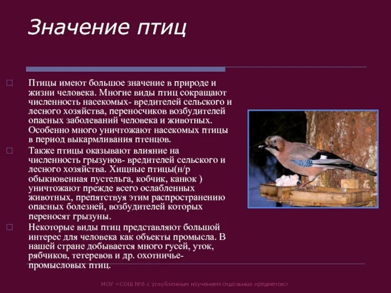 Значение птиц в природе конспект. Характеристика птиц. Значение птиц. Общая хар ка птиц. Птицы характеристика биология.