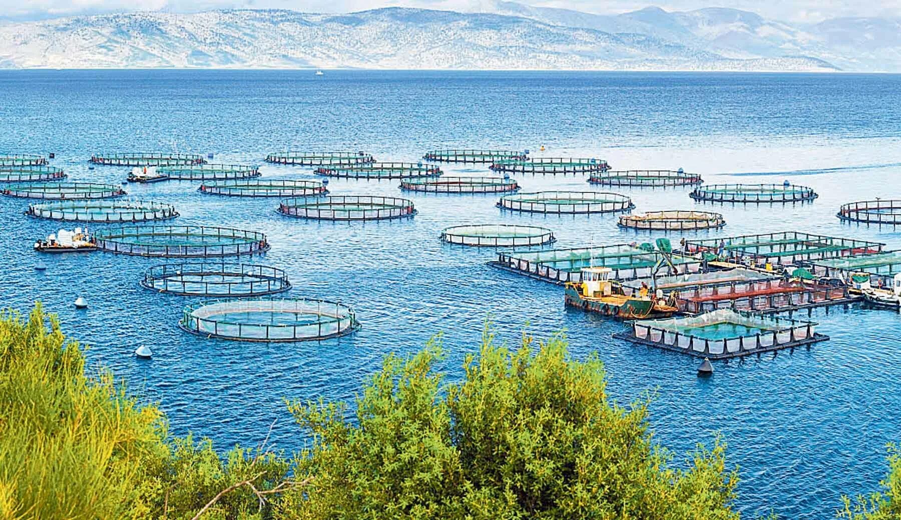 Море аквакультура. Пастбищное рыбоводство пастбищная аквакультура. Рыбное хозяйство и аквакультура. Марикультура в японии. Аквакультура дальнего востока.
