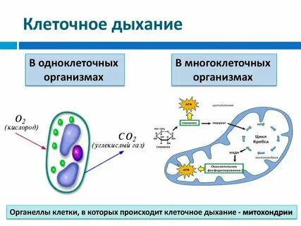 Какой процесс активно протекает в клетках алоэ