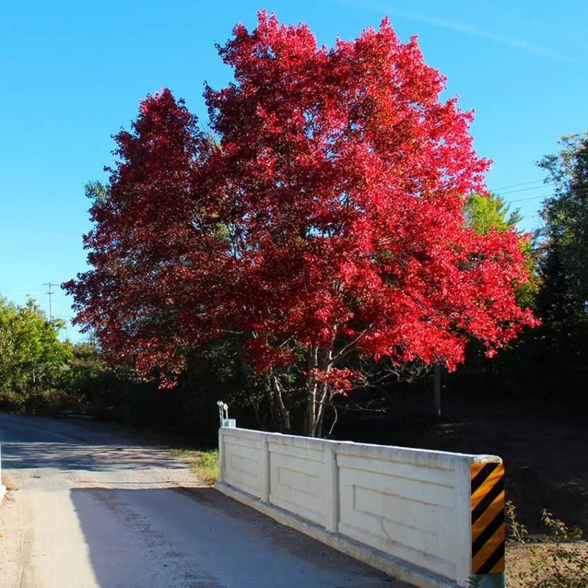Клен красный (acer rubrum) october glory. Вечерний воронеж. Дон на площади воронеж. Красный лес в богучаре. Красное дерево воронеж.
