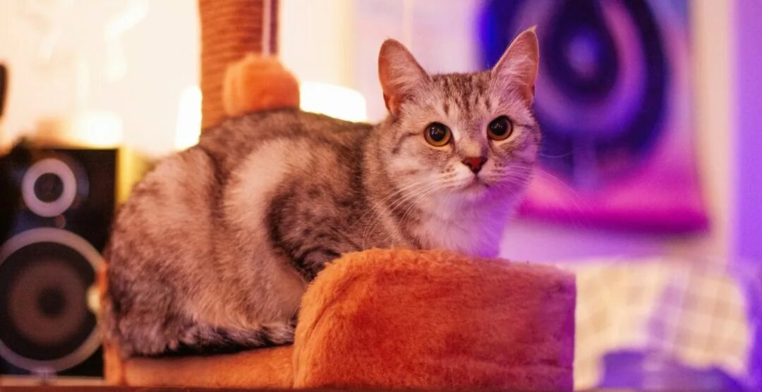 Котокафе котовский пермь. Кафе мур мяу тверь. котокафе гилмон. котики в котокафе. котокафе тверь.