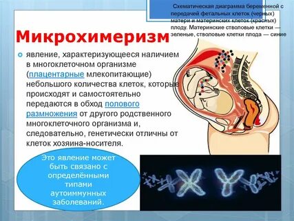 Передачу беременна