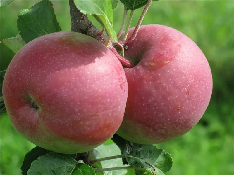 Сорт яблони черненко. Яблоко сорт ренет черненко. Сорт яблони июльское черненко. Сорт яблок черненко. Яблоня ренет черненко.