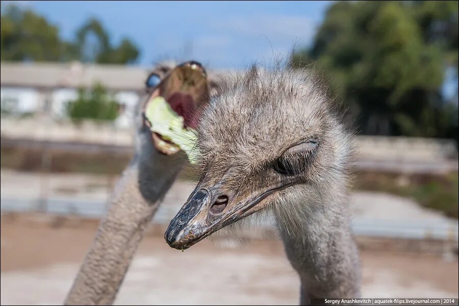 глаз страуса больше его мозга. глаз страуса больше чем. страус мозг и глаз. глаз страуса больше чем. мозг страуса меньше глаза.