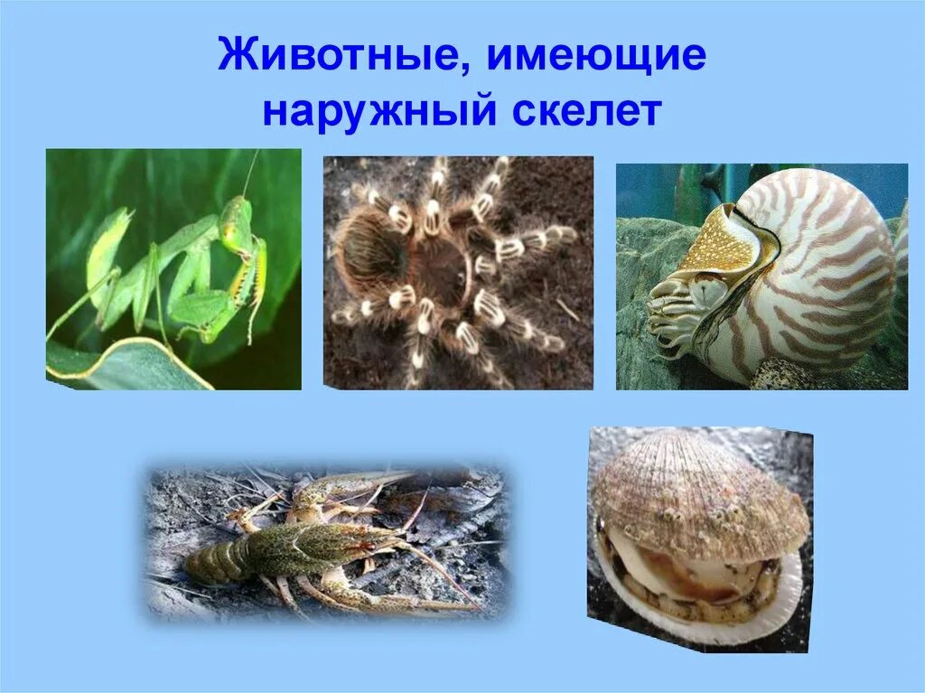 Прочный внутренний скелет