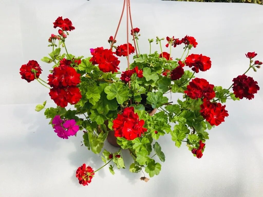 домашняя ампельная герань. пеларгония вьющаяся ампельная. пеларгония плющелистная. домашняя ампельная герань. пеларгония вьющаяся ампельная.