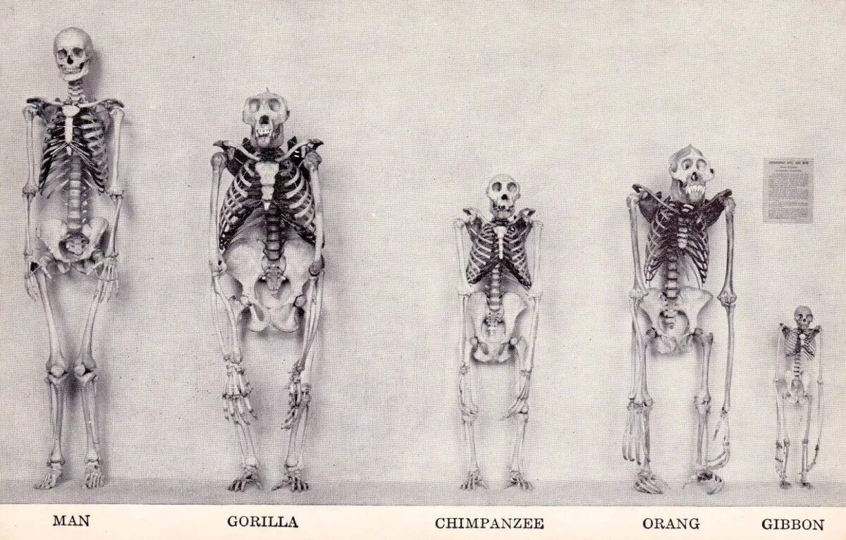 Скелет человека и человекообразных обезьян. Анатомия гориллы скелет. Гиббоны скелет анатомия. Скелет человека и скелет гориллы.