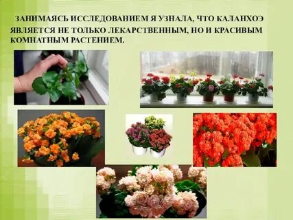 Каланхоэ цветок польза для здоровья человека