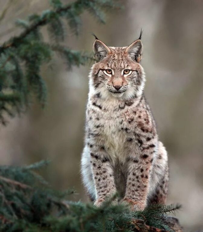 Pin by Carole Ferruccio on Big big cats Exotic cats, Big cats, Wild cats