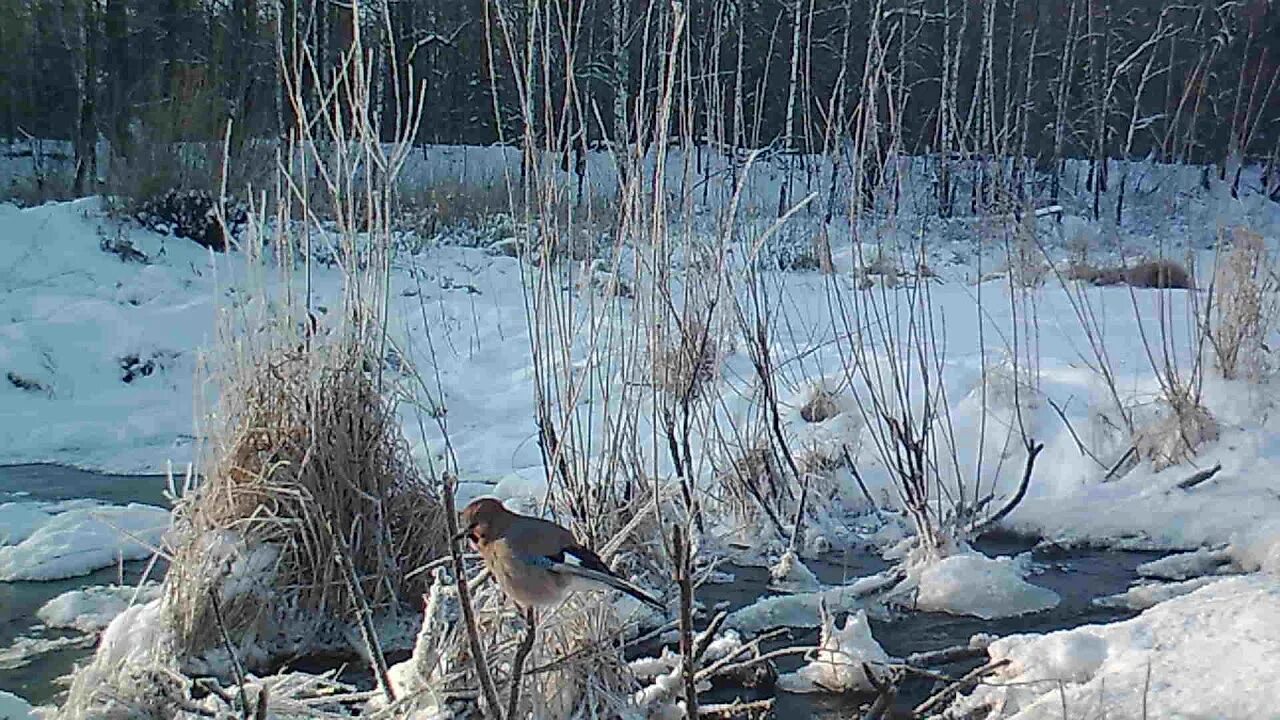 Зимует на незамерзающих водоемах