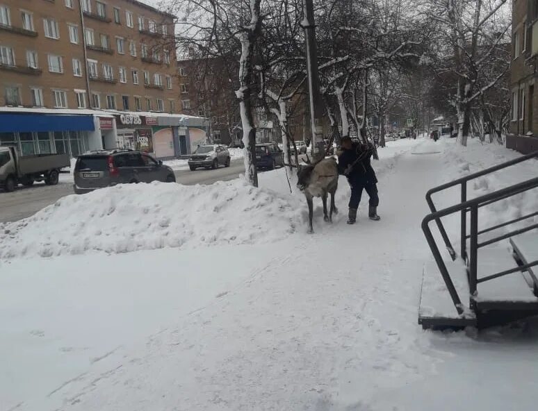 Подслушано в назарово красноярского края. Подслушано в Назарово. Жители Назарово. Выгул оленей. Олень на привязи.