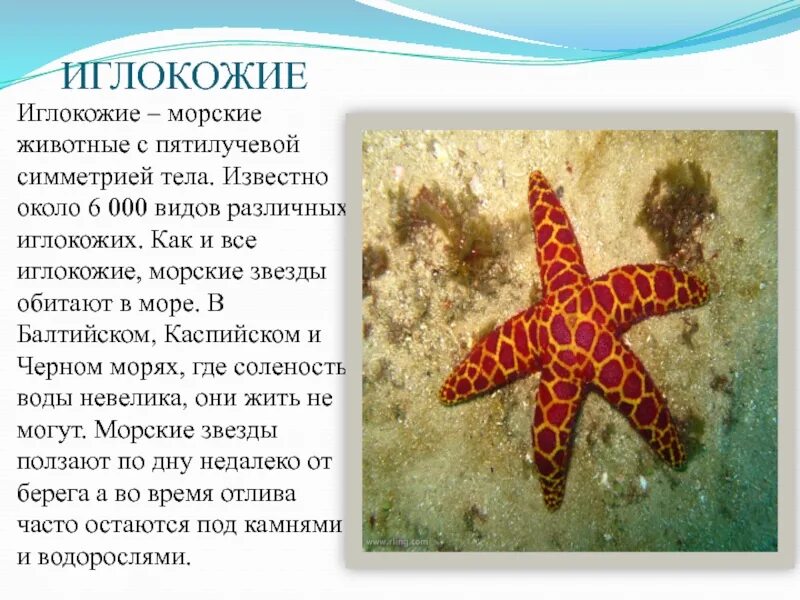 Морские обитатели доклад. Тип иглокожие класс морские звезды. Иглокожие морские звезды. Типы иглокожих морская звезда биология 7 класс. Пятилучевая симметрия иглокожих.