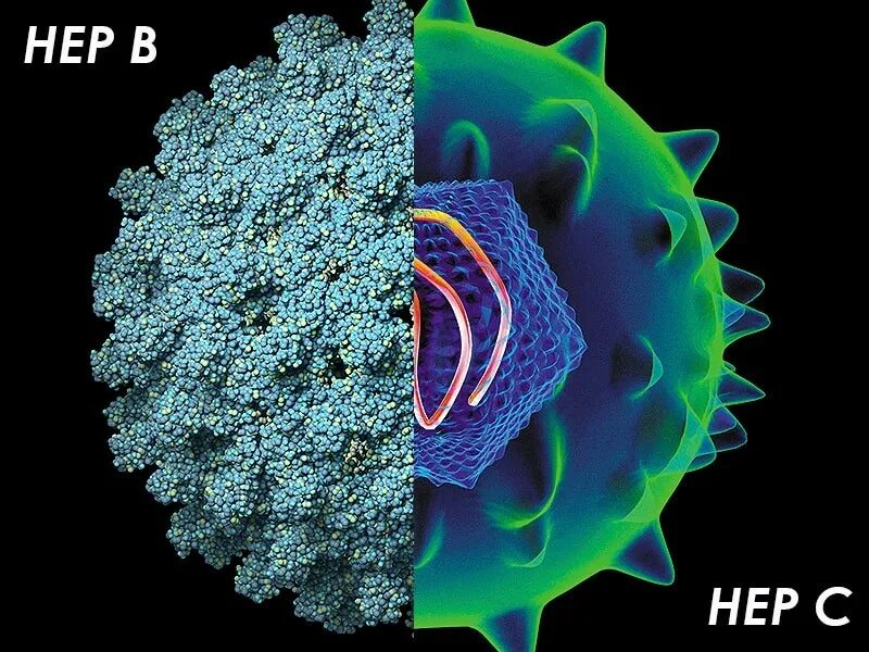 Вирус гепатита б. Вирусный гепатит c. Вирус гепатита с фото. Гепатит б 2024