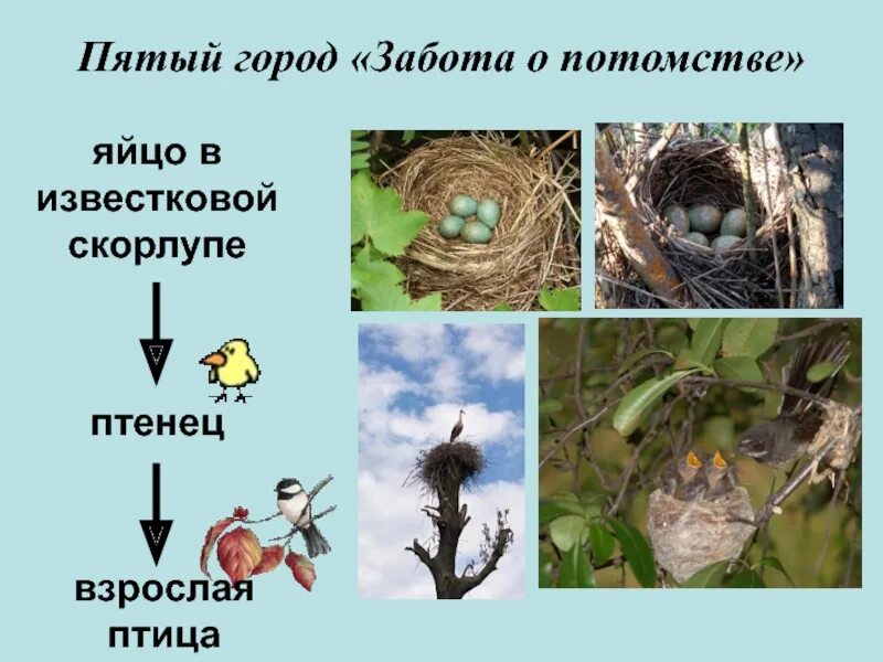 Забота о потомстве у птиц. Презентация гнездование птиц. Птицы которые не заботятся о своих птенцах. Птицы которые yt заботятся о потомстве. Хорошо развита забота о потомстве у птиц