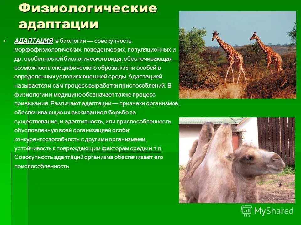 Жизнь физиологическое существование человека животного