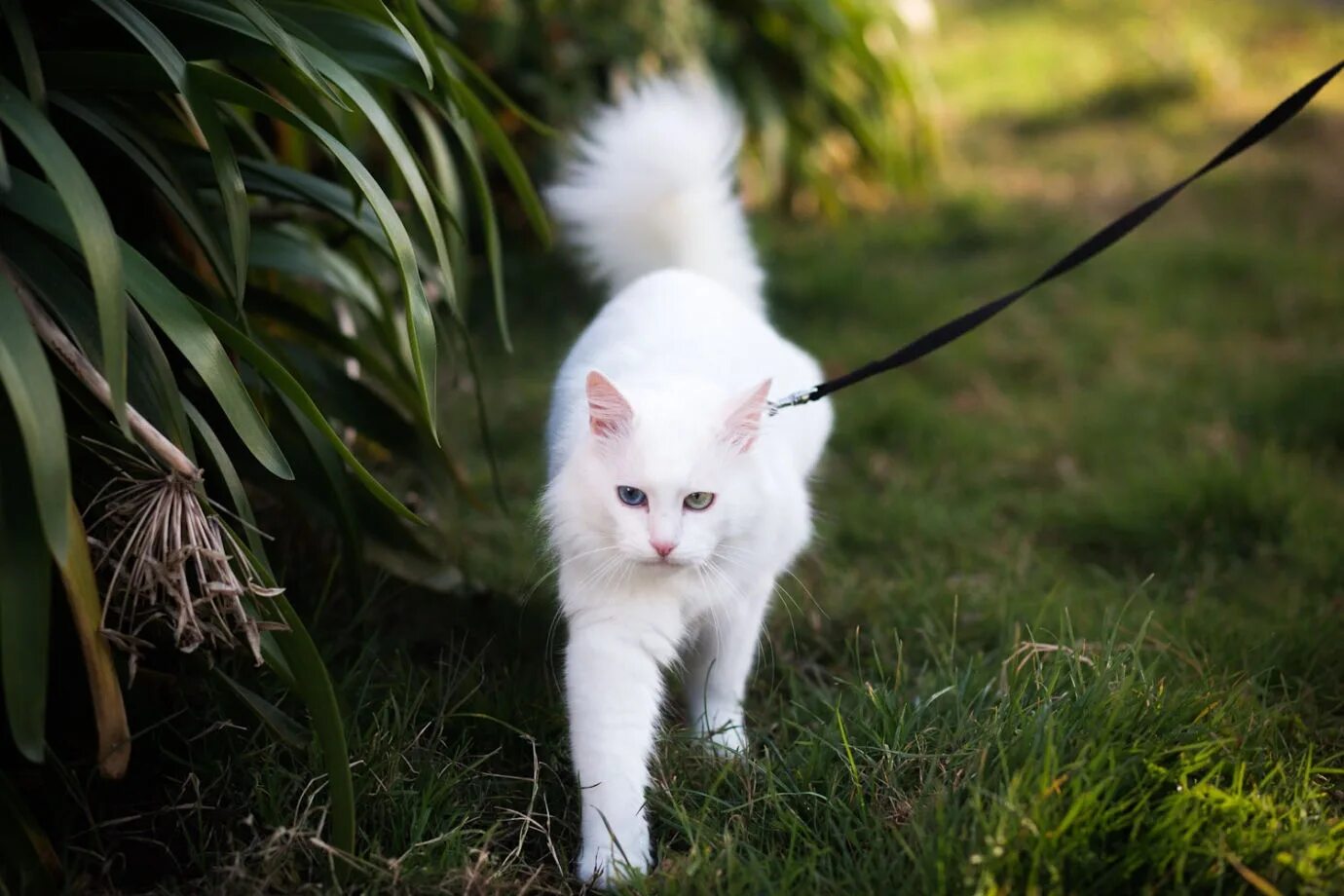 Кошечка гуляет. Кошка белая. Поводок для кошек. Белый кот в ошейнике. Кошка на прогулке.