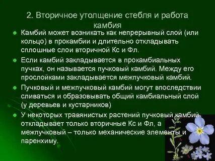 Утолщенные стебли