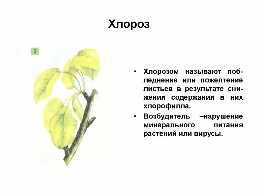 Хлороз растений. Хлороз фитопатология. Виды хлороза листьев. Хлороз растений роз. Хлороз растений причины и лечение