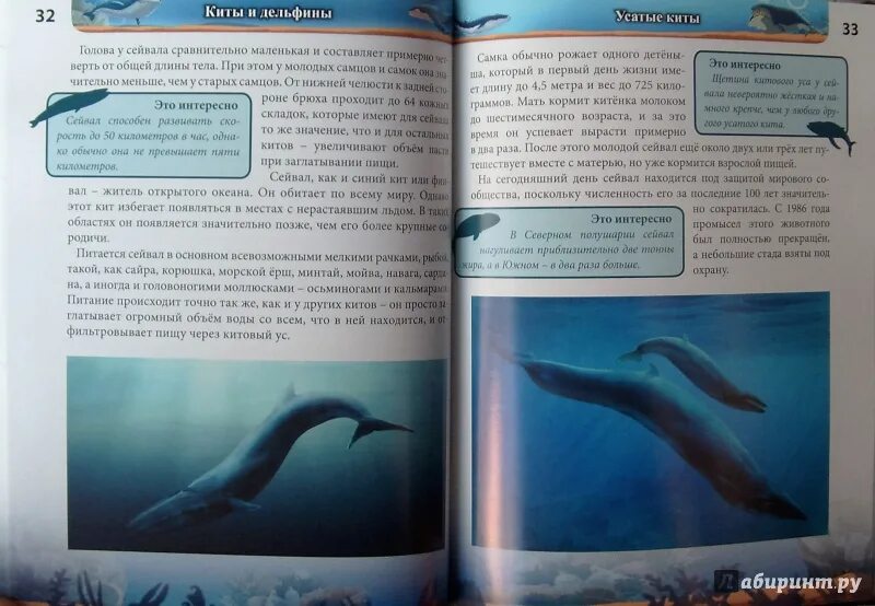 Книга про кита. Книга о китах. Книги о китах и дельфинах для детей. Книга киты дельфины. Книга про китообразных.