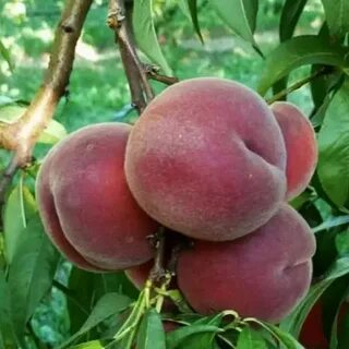 Элита саженцы