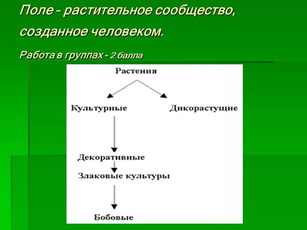 Растительное сообщество созданное человеком. Значение сообщества поле для человека. Сообщество поле. Поле растительное сообщество. Природное сообщество поле 3 класс окружающий мир.