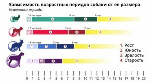 Возраст жизни собак