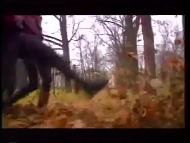 Ддт осень кинчев бутусов шевчук. Шевчук осень клип. Шевчук осень клип. Шевчук осень клип. Шевчук кинчев бутусов осень.