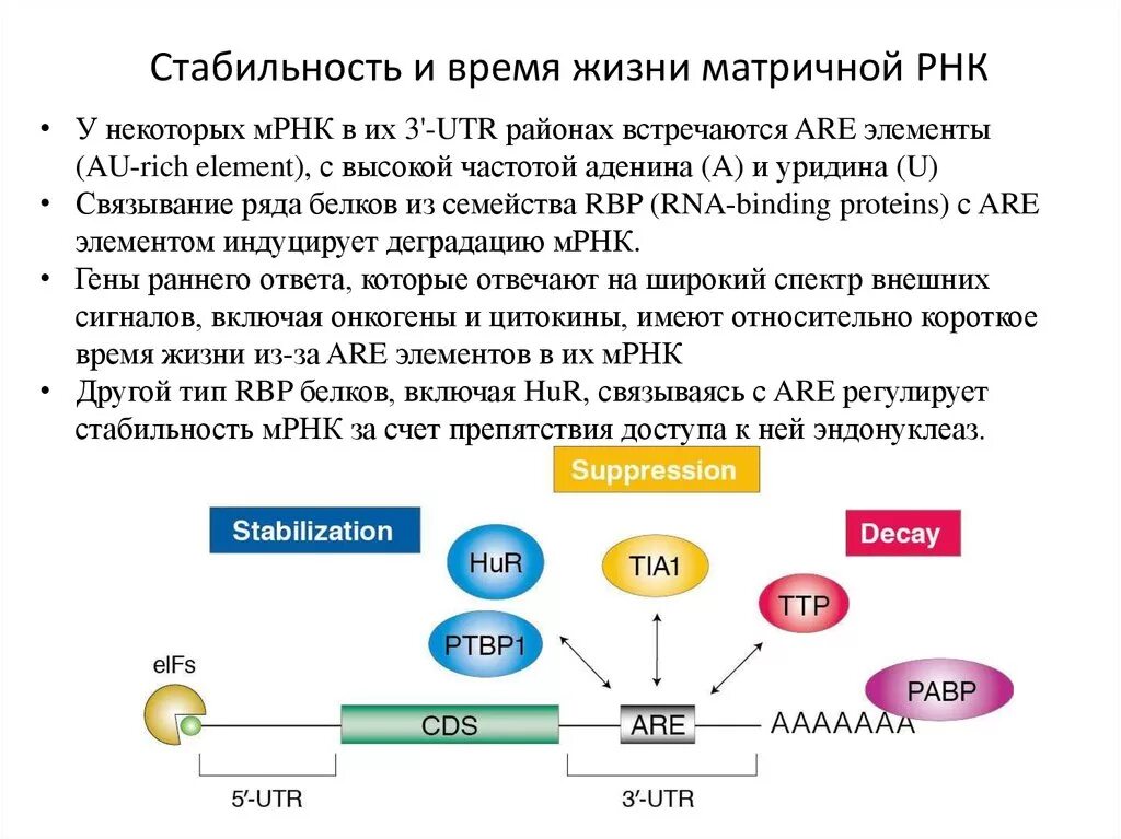 Затравочная МРНК. Регуляция стабильности МРНК. Стабильность РНК. Стабильность МРНК.