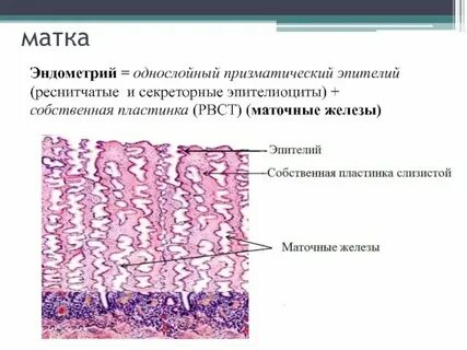 Кровоточит эндометрий