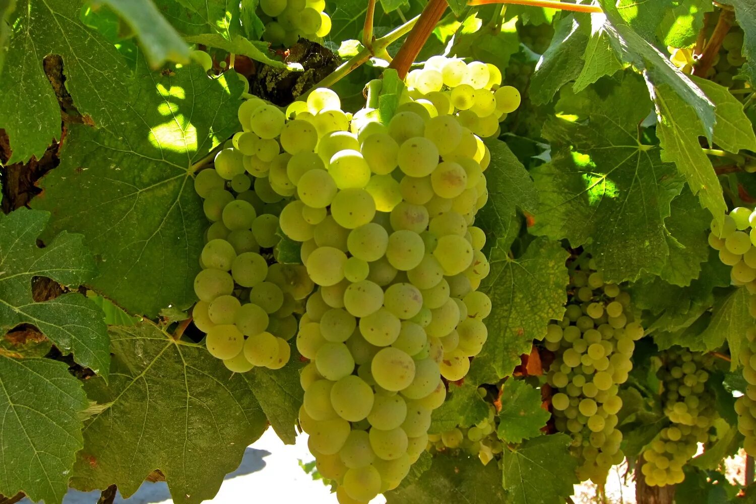 The Long Road of Bonarda - Decanter