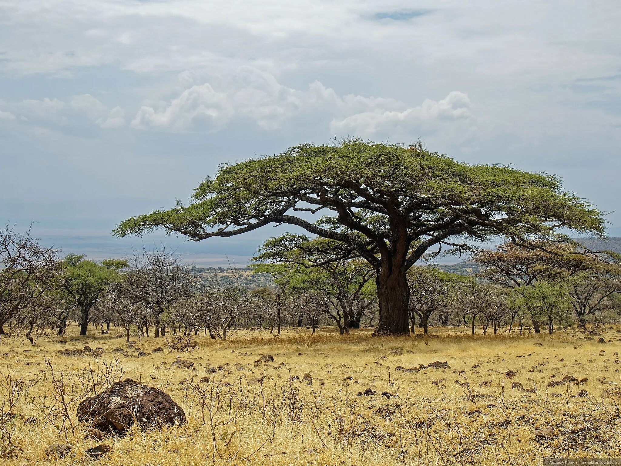 Саванна Серенгети Танзания. Зонтичная Акация в Африке. Зонтичная Акация в саванне. Акации в Танзании.