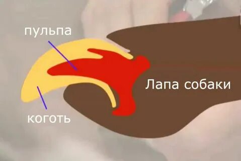 Пульпа когтя