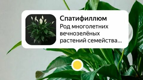 Умная камера растения