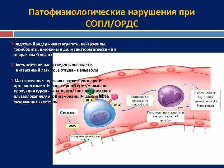 Септический шок тест. Патогенез сепсиса и септического шока. Клиника септического шока и сепсиса. Септический ШОК этиология. Патогенез септического шока в акушерстве.