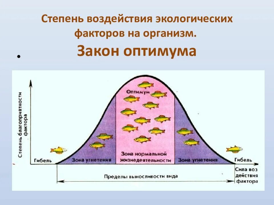 Закон воздействия экологических факторов. Действие экологических факторов на организм 11 класс. Влияние экологических факторов на организмы. Закономерности действия экологических факторов на организм. Влияние факторов среды на организм.