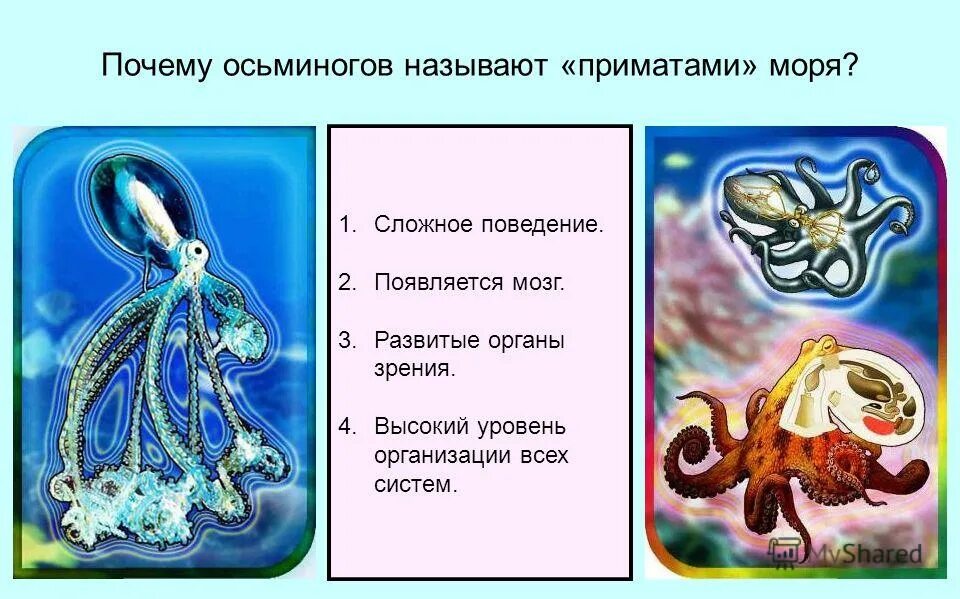 Моллюски мягкое тело защищено раковиной. Моллюски названы так потому что. Беспозвоночные животные тип моллюски. Почему осьминога назвали осьминогом. Моллюски названы так потому что.