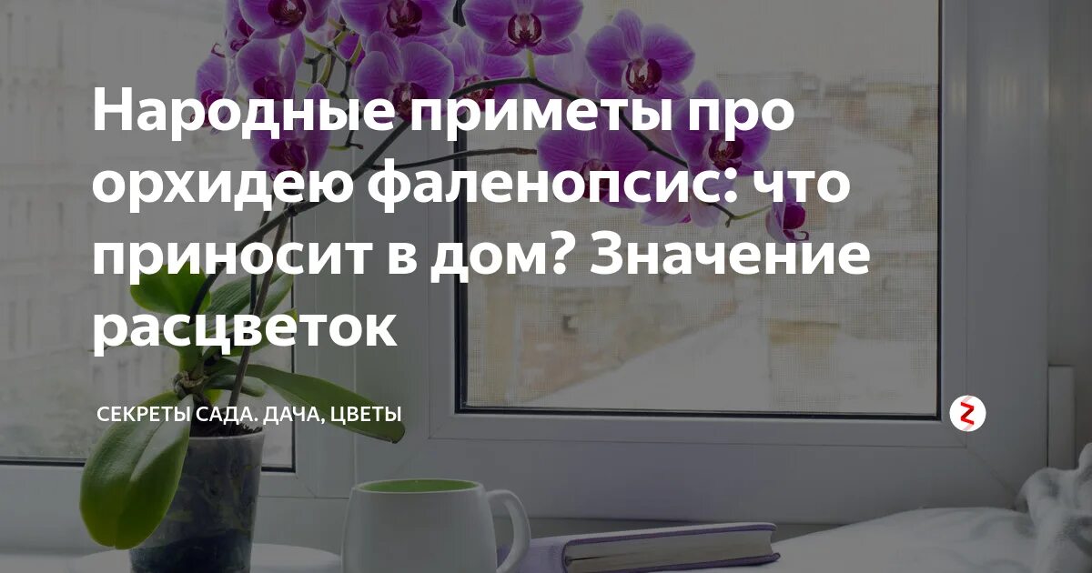 Орхидея приметы. Про орхидеи высказывания. цитаты про орхидеи. орхидея фаленопсис приметы и суеверия.